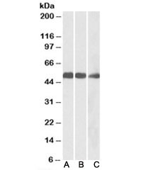 Western blot of mouse (A), rat (B) and pig (C) heart lysates with IDH2 antibody at 0.1ug/ml. Predicted molecular weight: ~5