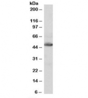 Western blot testing of human heart lysate with IDH2 antibody at 0.1ug/ml. Predicted molecular weight: 45-51 kDa (two isoforms).