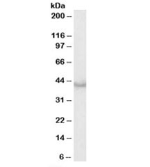 Western blot testing of human heart lysate with Caspase 4 antibody at 0.3ug/ml. Predicted molecular weight: ~43kDa (precursor).