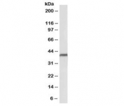 Western blot testing of human heart lysate with PD-L1 antibody at 0.1ug/ml. Predicted molecular weight ~34 kDa (unmodified), 45-70 kDa (glycosylated).