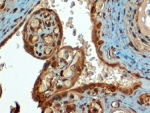 IHC staining of FFPE human placenta with PD-L1 antibody at 4ug/ml. HIER: steamed with pH9 Tris/EDTA buffer, HRP-staining.