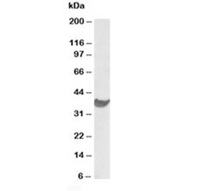 Western blot testing of human heart lysate with PD-L1 antibody at 1ug/ml. Predicted molecular weight ~34kDa.