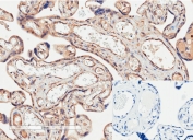 IHC testing of FFPE human placenta tissue with PD-L1 antibody at 2ug/ml. Required HIER: steamed antigen retrieval with pH6 citrate buffer; HRP-staining.