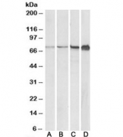 Western blot testing of NIH3T3 (A), 3T3-L1 (B), mouse lymph node (C) and NSO (D) lysates with RPA70 antibody at 0.5ug/ml. Expected molecular weight: ~70kDa.
