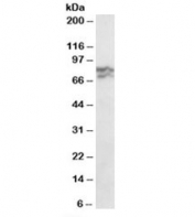 Western blot testing of HeLa lysate with RPA70 antibody at 0.3ug/ml. Expected molecular weight: ~70kDa. The ~80kDa band is likely acetylated RPA70.
