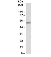 Western blot testing of mouse testis lysate with Glycine receptor antibody at 0.3ug/ml. Predicted molecular weight ~48/60kDa (unmodified/glycosylated).