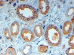 IHC testing of FFPE human kidney with LRP6 antibody at 4ug/ml. HIER: steamed with pH6 citrate buffer, HRP-staining.