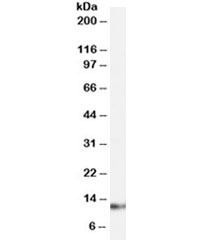 Western blot testing of human placenta lysate with S100A4 antibody at 0.03ug/ml. Predicted molecular weight ~12kDa.
