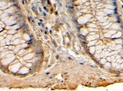 IHC testing of FFPE human colon with HRH1 antibody at 4ug/ml. HIER: steamed with pH6 citrate buffer, HRP-staining.