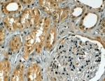 IHC testing of FFPE human kidney with TRIM5 antibody at 4ug/ml. HIER: steamed with pH6 citrate buffer, HRP-staining.