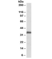 Western blot testing of rat lung lysate with Ephrin B2 antibody at 0.1ug/ml. Predicted molecular weight ~37kDa.