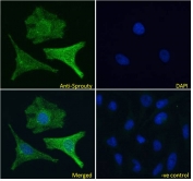 IF/ICC testing of fixed and permeabilized human HeLa cells with Sprouty antibody (green) at 10ug/ml and DAPI nuclear stain (blue).