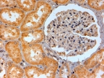 IHC testing of FFPE human kidney with ADORA2B antibody at 2ug/ml. HIER: steamed with pH6 citrate buffer, HRP-staining.