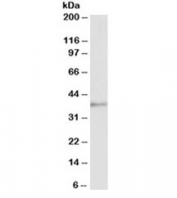 Western blot of pig spleen lysate with Annexin A1 antibody at 1ug/ml. Predicted molecular weight ~38kDa.