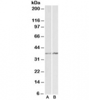 Western blot testing of K562 [A] and NIH3T3 [B] lysates with Annexin A1 antibody at 1ug/ml. Predicted molecular weight ~38kDa.
