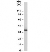 Western blot testing of human Daudi lysate with biotinylated CD20 antibody at 0.3ug/ml. Predicted molecular weight ~33kDa. An NAP blocker was used in place of non-fat milk as blocking solution and diluent. (1)