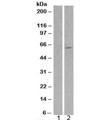 Western blot of HEK293 lysate overexpressing RXRB tested with RXR beta antibody at 1ug/ml (moc