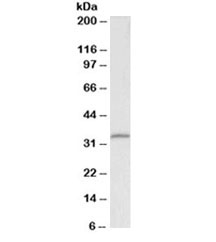 Western blot testing of HEK293 lysate with Fibrillarin antibody at 0.1ug/ml. Predicted molecular weight ~34kDa.