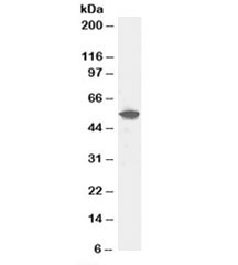 Western blot testing of human liver lysate with DUSP10 antibody at 0.5ug/ml. Predicted molecular weight: ~53kDa.