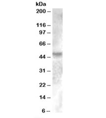 Western blot testing of human breast lysate with ESRRG antibody at 0.2ug/ml. Predicted molecular weight: ~51kDa.~