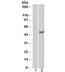 Western blot of HEK293 lysate overexpressing ESRRG probed with ESRRG antibody (mock transfection in lane 1). Predicted mo