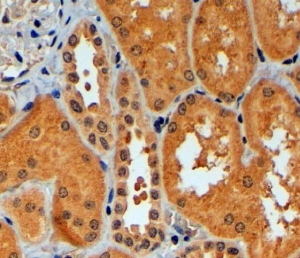 IHC testing of FFPE human kidney with TRIM11 antibody at 4ug/ml. HIER: steamed with pH6 citrate buffer, HRP-staining.