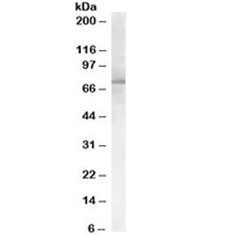 Western blot of human adipose lysate with PCSK9 antibody at 0.3ug/ml. Predicted molecular weight ~74kDa.~