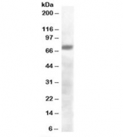 Western blot testing of human brain lysate with PRDM4 antibody at 0.3ug/ml. Predicted molecular weight: ~88kDa, observed here at ~70kDa.