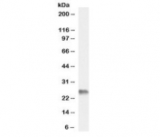 Western blot testing of pig testis lysate with BAG2 antibody at 0.3ug/ml. Predicted molecular weight: ~22kDa.