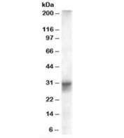 Western blot testing of human heart lysate with FHL1 antibody at 0.01ug/ml. Predicted/observed molecular weight: ~36/30-36kDa.