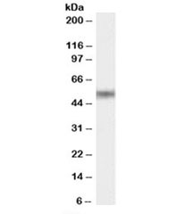 Western blot testing of human adipose lysate with STEAP4 antibody at 0.3ug/ml. Predicted molecular weight: ~52kDa.~