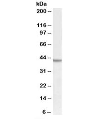 Western blot testing of human cerebral cortex lysate with SOX3 antibody at 0.5ug/ml. Predicted molecular weight: ~45kDa.~