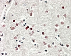 IHC staining of FFPE human cerebral cortex with SOX3 antibody at 4ug/ml. HIER: steamed with pH6 citrate buffer, A