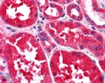 IHC staining of FFPE human kidney with ALR antibody at 2.5ug/ml. HIER: steamed with pH6 citrate buffer, AP-staining.