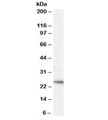 Western blot testing of human heart lysate with Neurturin antibody at 0.1ug/ml. Predicted molecular weight: ~22kDa.