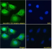IF/ICC testing of fixed and permeabilized human U-2 OS cells with ARH antibody (green) at 10ug/ml and DAPI nuclear stain (blue).