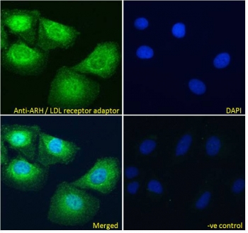 IF/ICC testing of fixed and permeabilized human U-2 OS cells with ARH antibody (green) at 10ug/ml and DAPI