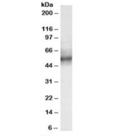 Western blot testing of human spleen lysate with TRIM11 antibody at 0.3ug/ml. Predicted molecular weight: ~53kDa.