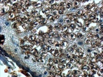 IHC testing of FFPE human spinal cord with SLIT2 antibody at 4ug/ml. HIER: steamed with pH9 Tris/EDTA buffer, HRP-staining.