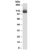 Western blot testing of mouse liver lysate with Nlrp12 antibody at 1ug/ml. Predicted molecular weight: ~119kDa, routinely observed at 100~119kDa.