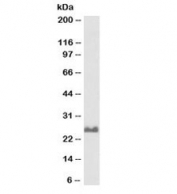 Western blot testing of rat brain lysate with biotinylated SNAP25 antibody at 0.1ug/ml. Expected molecular weight: ~25kDa.