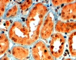 IHC testing of FFPE human kidney with Semaphorin 5A antibody at 4ug/ml. HIER: steamed with pH6 citrate buffer, HRP-staining.