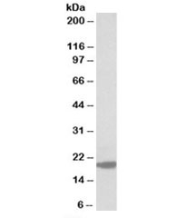 Western blot testing of MOLT4 lysate with MCTS1 antibody at 0.3ug/ml. Predicted molecular weight: ~20kDa.