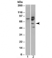 Western blot of HEK293 lysate overexpressing MDM2 probed with MDM2 antibody (mock transfection in lane 1). Predicted molecular weight ~56kDa.