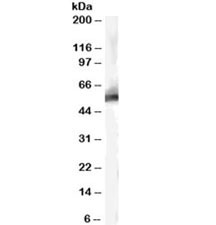 Western blot testing of human liver lysate with MDM2 antibody at 0.3ug/ml. Predicted molecular weight ~56kDa.~