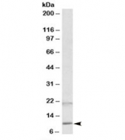 Western blot testing of human spleen lysate with Defensin 1/3 antibody at 2ug/ml. The expected ~10kDa band and the additional ~20kDa band are both blocked by the immunizing peptide.