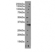 Western blot testing of mouse liver tissue lysate with Slc10a2 antibody at 0.3ug/ml. Predicted molecular weight: ~38 kDa.
