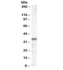 Western blot testing of mouse small intestine lysate with Slc10a2 antibody at 0.5ug/ml. Predicted molecular weight: ~38kDa.