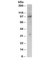 Western blot testing of Jurkat lysate with PRAM1 antibody at 2ug/ml. Predicted molecular weight: ~79kDa but routinely observed at 97kDa.