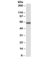 Western blot testing of NIH3T3 lysate with MST2 antibody at 1ug/ml. Predicted molecular weight: ~59/56kDa (isoforms 1/2).